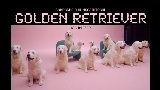 Miniatura del video golden retriever
