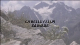 Miniatura del video La Belle Fleur Sauvage