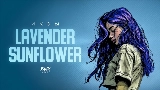 Miniatura del video Lavender Sunflower
