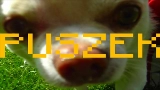 Miniatura del video TO PIPY