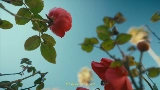 Miniatura del video Mi Morena